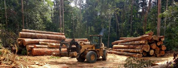 Best Tree Disease Treatment  in Dogtown, CA