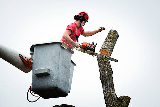 Professional Tree Care in Dogtown, CA